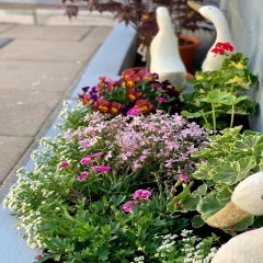 露台花园真草铺设  Real grass paving for terrace garden