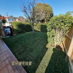 庭院真草铺设 Real grass paving in the courtyard