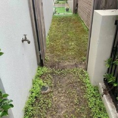 庭院草坪改造  Courtyard lawn renovation