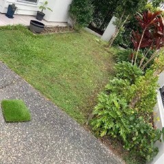 庭院草坪改造  Courtyard lawn renovation