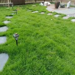 庭院带土活草皮耐践踏耐寒耐旱护坡真草坪 Live turf with soil in the courtyard is resistant to trampling, cold and drought, and real grass for