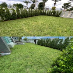 真草地面庭院造景  Real grass ground yard landscaping