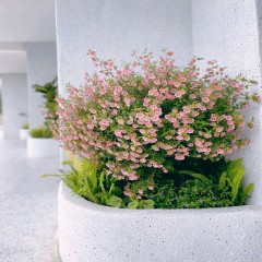 走廊花坛设计 Corridor flower bed design