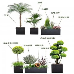 花坛植物搭配设计施工一体 Flower bed plant with the design and construction of one