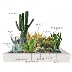 花坛植物布局设计 Flower bed plant layout design