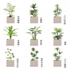 花坛多样植物选择 Diverse plant selection for flower beds