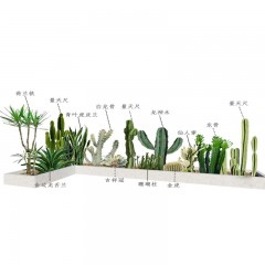 花坛植物布局设计 Flower bed plant layout design