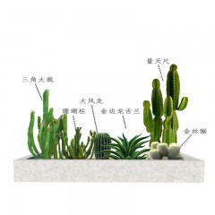 花坛植物布局设计 Flower bed plant layout design