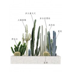 花坛植物布局设计 Flower bed plant layout design