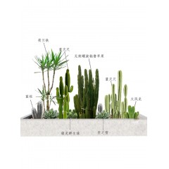 花坛植物布局设计 Flower bed plant layout design