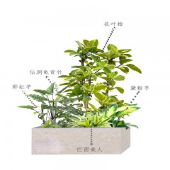 花坛多样植物选择 Diverse plant selection for flower beds