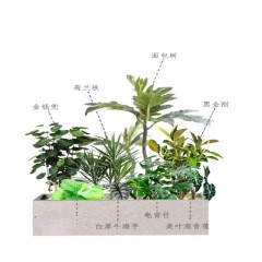 花坛多样植物选择 Diverse plant selection for flower beds