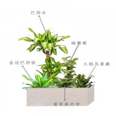 花坛多样植物选择 Diverse plant selection for flower beds